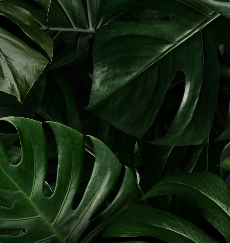 fondo de hojas